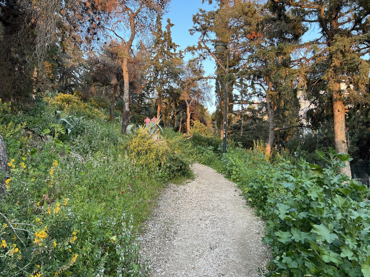 Gravel path climbing between pines and flowering scrub on the flank of Lycabettus Hill, with a lamp post beside the track and low afternoon light through the trunks