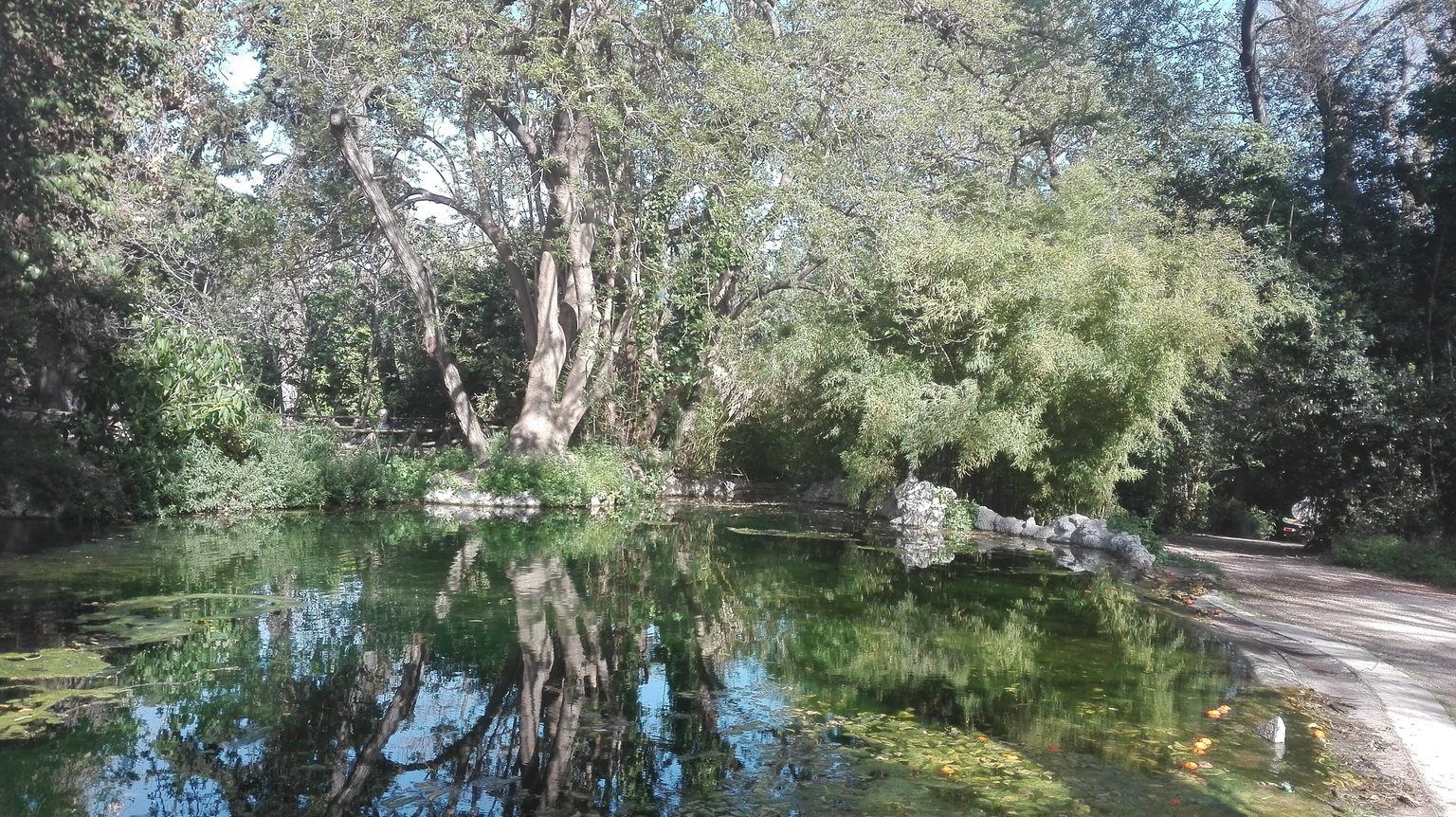 A pond in the National Garden of Athens surrounded by trees and bamboo reflected in the green water, with rocks along the edge and a dirt path on the right