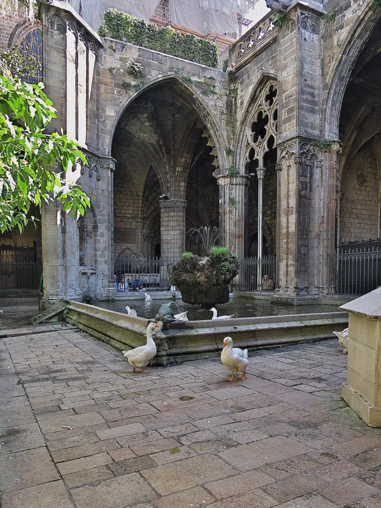 White geese walking on the stone floor of the Gothic cloister of Barcelona Cathedral, beside the pond and its moss-covered rock, with pointed arches behind