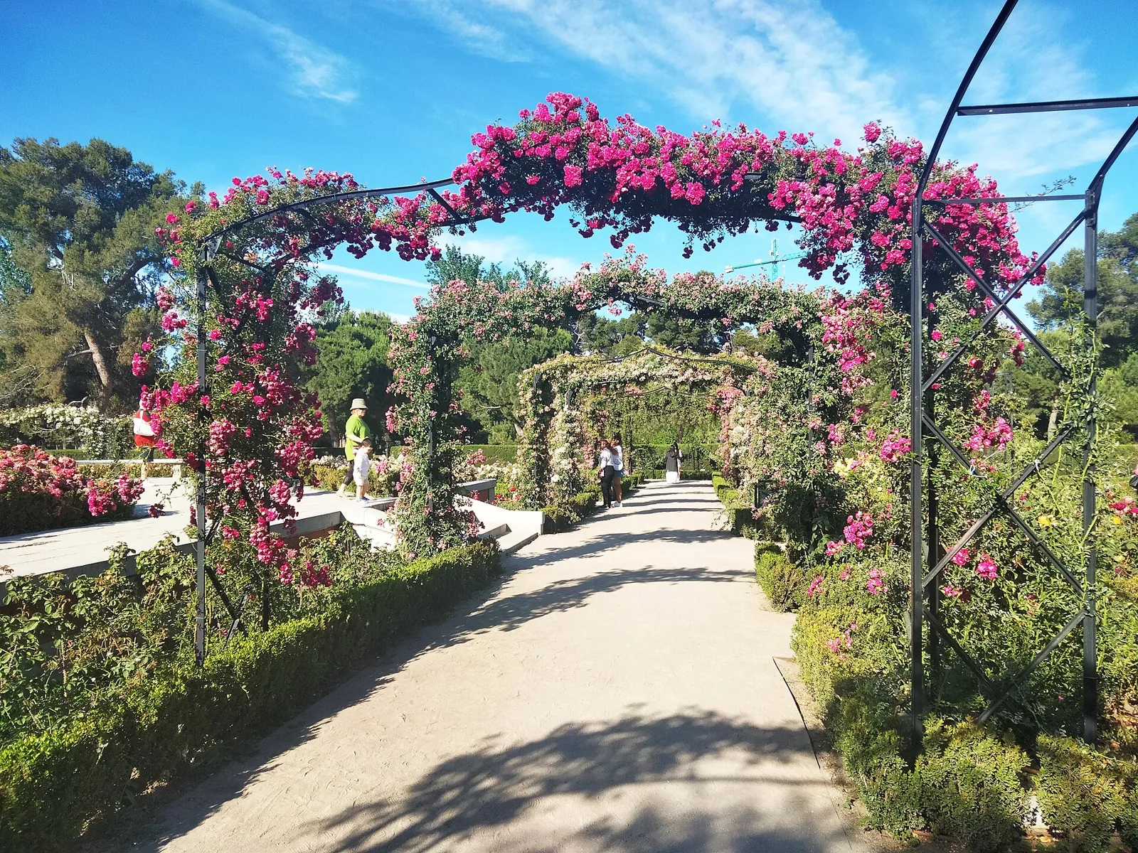 Iron pergolas covered in pink and red climbing roses over a sandy path in the Rosaleda rose garden of Retiro Park