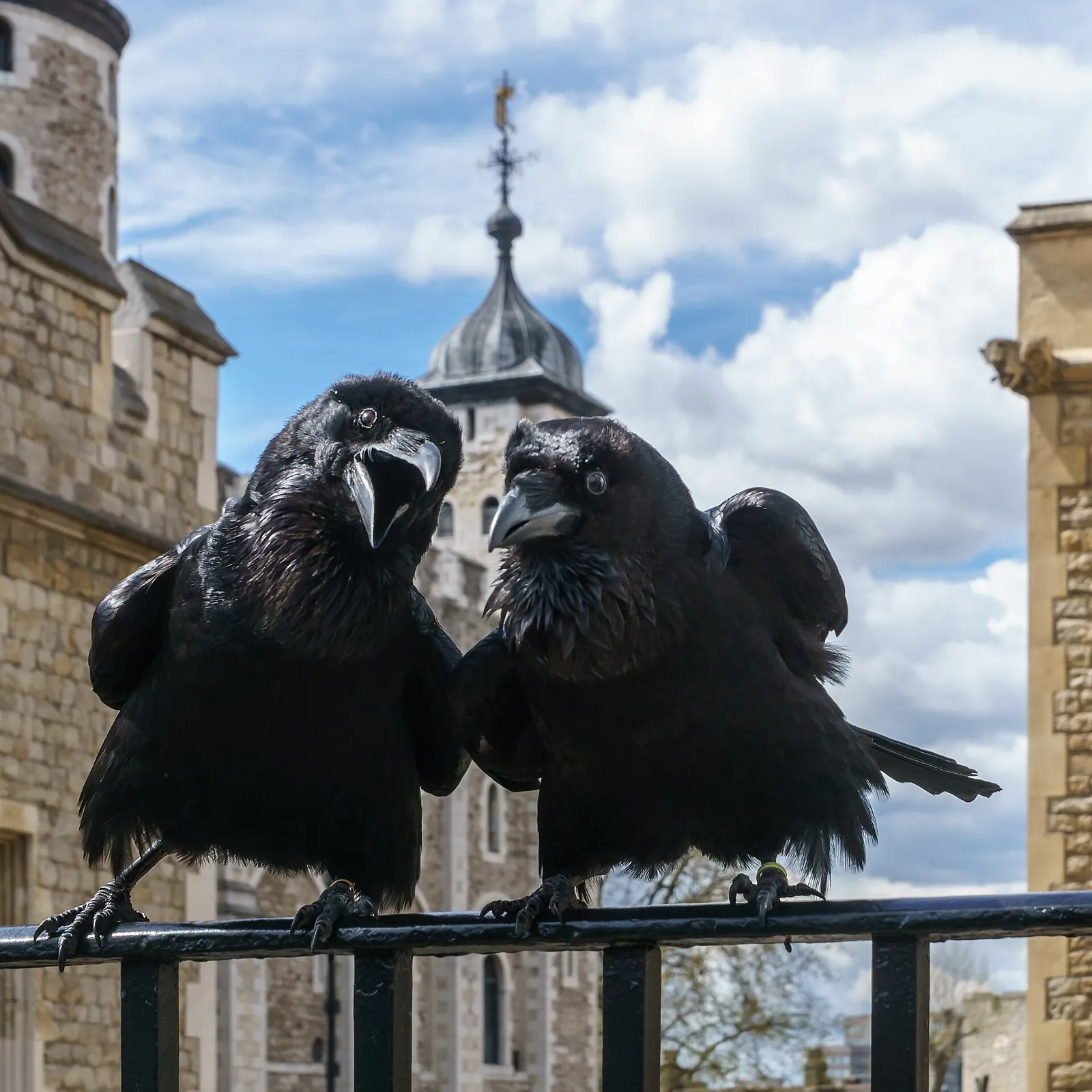 Two black ravens side by side on a black railing at the Tower of London, with a stone turret and lead dome behind them